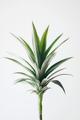 Fototapeta premium Tropical Green Pineapple Plant Highlighting Lush Leaves in a Bright White Background : Generative AI