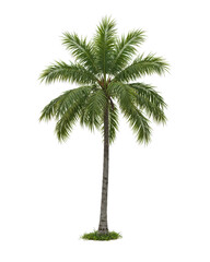 "Photorealistic Coconut Palm Tree – Lush Green Fronds and Tall Slender Trunk on Transparent Background in High-Resolution Botanical Illustration"