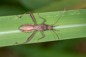Brown Bean Bug (Riptortus serripes) Resting on a Leaf