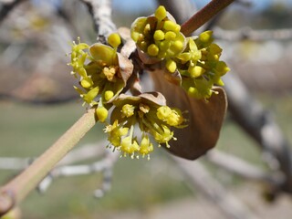 Cornelian Cherry Dogwood tree flowers in spring, Colorado