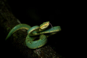 Bamboo Pit Viper Snake | Endemic to Western Ghats | Green Snake from India