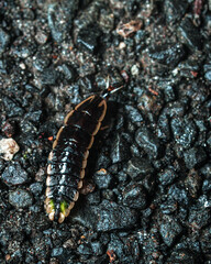 Firefly larvae in the Western Ghats | Glowworm