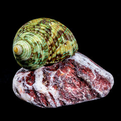 Green Jade Banded Turbo Shell on Stones black background