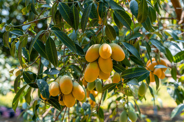 Yellow ma-yong-chid fruits hanging on a tree. The fruits are oval-shaped with smooth, yellow skin, and are clustered along the branches of the tree, which has dark green leaves