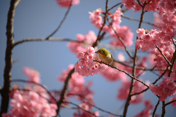 メジロと桜