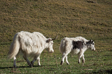 Obraz premium Two white fluffy yaks with horns walk on the grassland