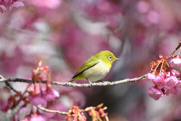 メジロと桜