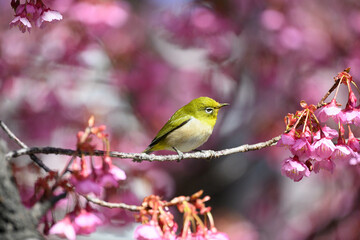 メジロと桜