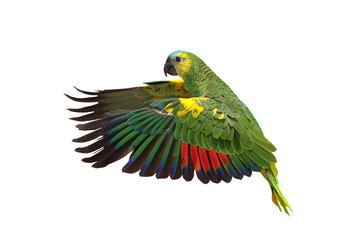 Beautiful flying Blue Fronted Amazon parrot isolated on transparent background png file © Passakorn