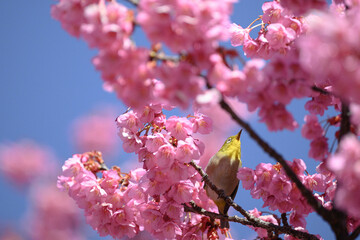 メジロと桜