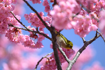 メジロと桜