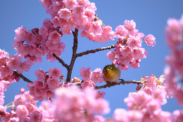 メジロと桜