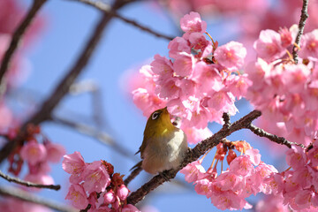 メジロと桜