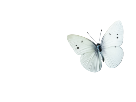 The Cabbage White Butterfly: A Common Garden Insect with Distinctive White Wings and Black Spots, Feeding on Mustard Family Plants Throughout Its Life Cycle.