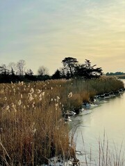wispy bayside vegetation 