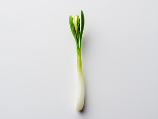 Fresh Green Onion on White Background for Culinary and Food Use
