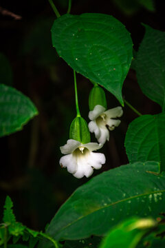 Delicate white flowers bloom amidst lush green leaves
