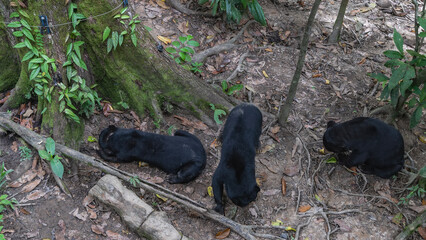 Three biruangs Helarctos malayanus are feeding. Endemic animals eat fruits laid out on the ground at the roots of trees. Top view. Malaysia. Borneo. Sandakan. Bornean Sun Bear Conservation Centre.