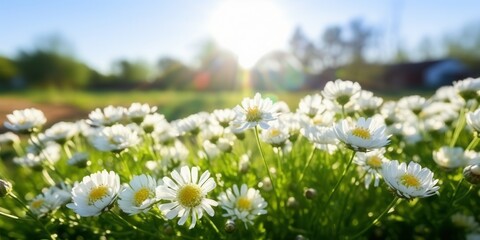Fototapeta premium Beautiful meadow field with fresh daisy flowers in nature. Floral background in spring. Scenic sunset on a summer day.