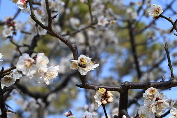 cherry blossom in spring