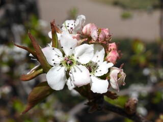 Autumn Blaze Pear tree flowers in spring, Colorado