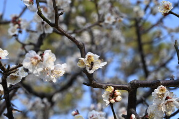 cherry blossom in spring