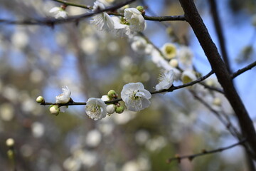 blooming cherry tree in spring