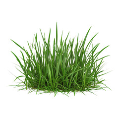 Lush Green Grass Clump on White  Isolated on transparent background
