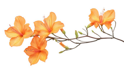 arrangement of vibrant orange flowers on a slender branch showcasing their beauty against a clean white background ideal for floral design or nature-themed projects