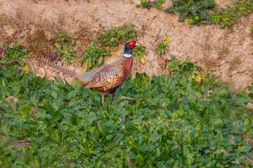 pheasant male in the grass