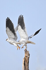 seagull flying in the sky
