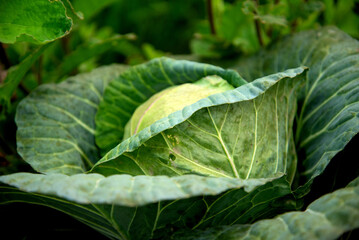 Cabbage in the farm. Organic vegetables