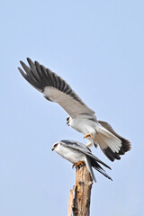 seagull flying in the sky