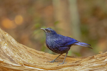 blue winged blackbird