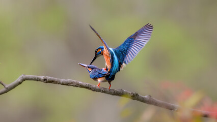 kingfisher on a branch