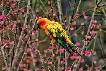 scarlet macaw parrot