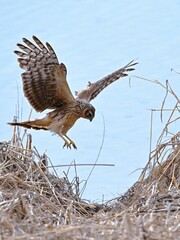 great blue heron