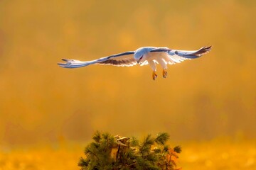 blue heron ardea cinerea