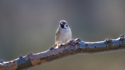blue tit perched on a branch