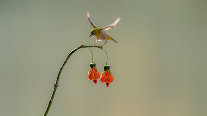 red and yellow flowers