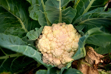 Organic farming of fresh cauliflower. Agriculture and farming. harvested cauliflower
