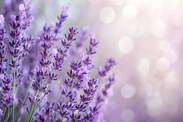 Fototapeta premium A pastel lavender background