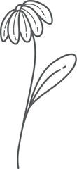 Grey Daisy Sketch, Single Stem, White Background, Design Element