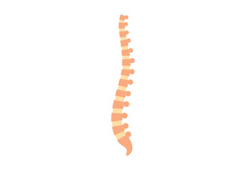 Spine medical poster