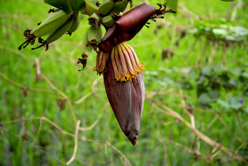 Banana flower with purple petals. Banana blossom