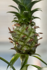 Close-up of a vibrant, young pineapple fruit with textured skin, green leaves sprouting from the top and base against a blurred background.