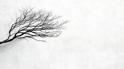Fototapeta premium A stark, minimalist image of a bare tree branch against a white background, evoking themes of solitude and resilience.