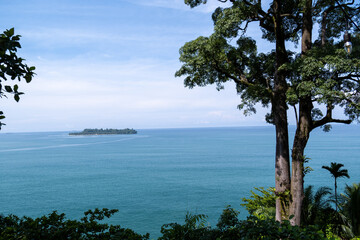 Big tree with green leaves and a calm blue ocean in the background, Padang, West Sumatra, Indonesia.