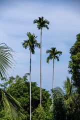 Tall palm trees against a clear blue sky.