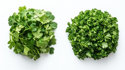 Obraz premium Fresh cilantro leaves were grouped in various clusters, highlighting their vivid green color and unique leaf forms